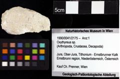 Foto (Objket + Etiketten) von Oxythyreus sp. 